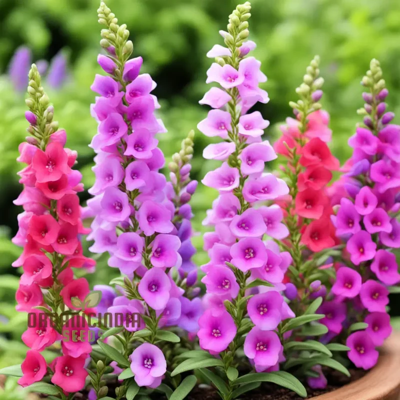 Perennial Angelonia Serena Summer Snapdragon Flower Seeds, Vibrant Long-Lasting Blooms for Your Garden