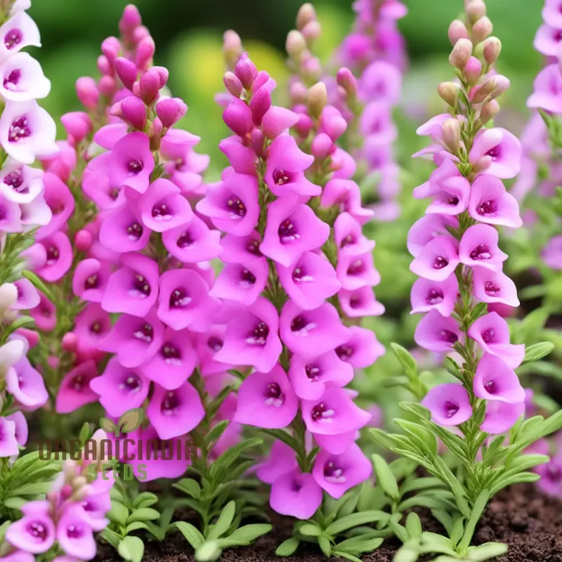 Perennial Angelonia Serena Summer Snapdragon Flower Seeds, Vibrant Long-Lasting Blooms for Your Garden
