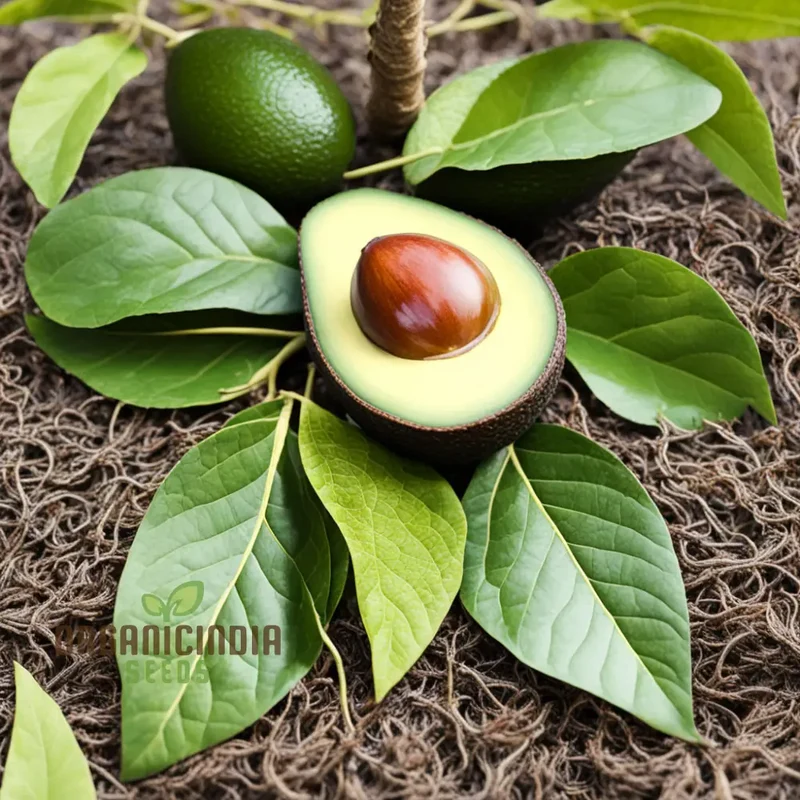 Avocado Seeds, butter fruit seeds for planting, Rare Mexicola Grande Green Avocado