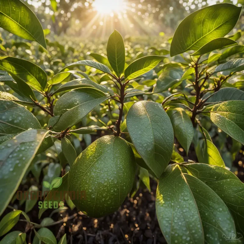 Avocado Seeds, butter fruit seeds for planting, Rare Mexicola Grande Green Avocado
