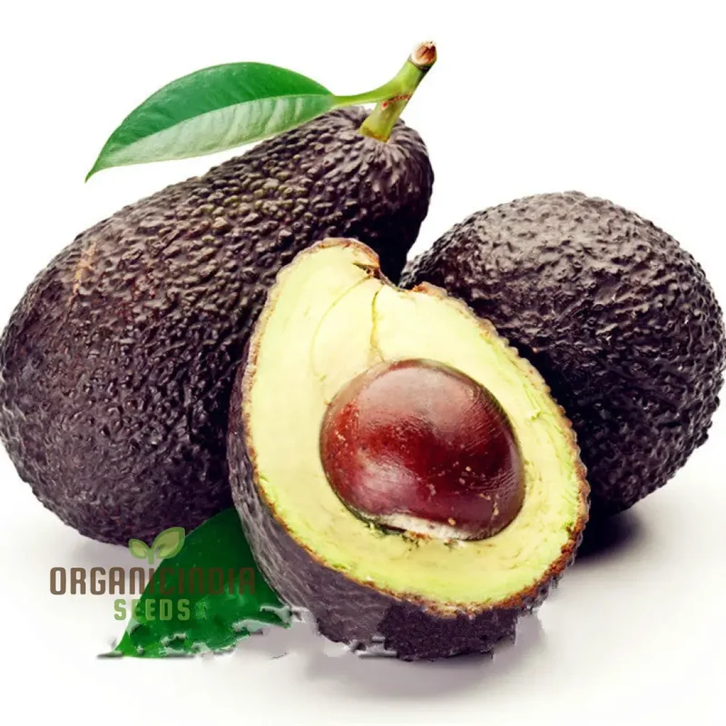 Avocado Seeds, butter fruit seeds for planting, Rare Mexicola Grande Green Avocado