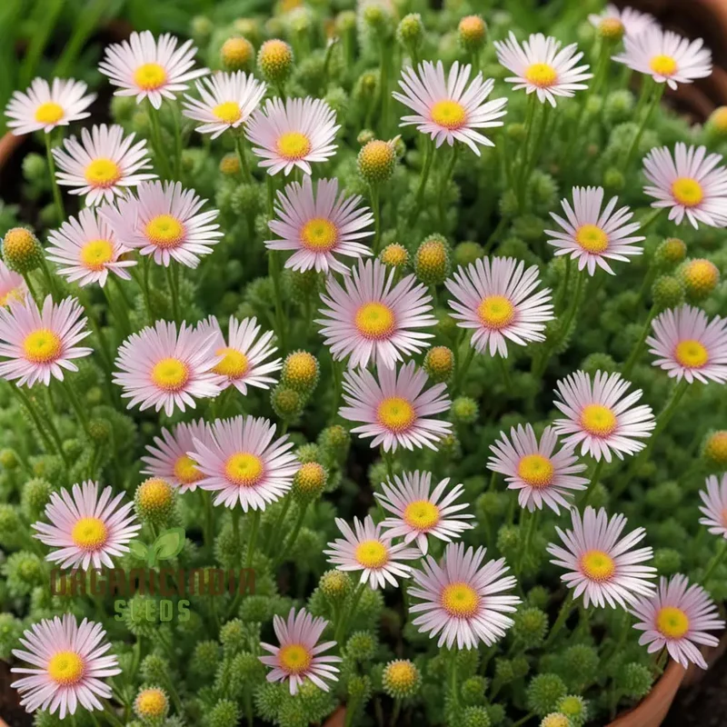 Erigeron Karvinskianus flower Seeds, Planting - Perennial Ground Cover for Landscaping