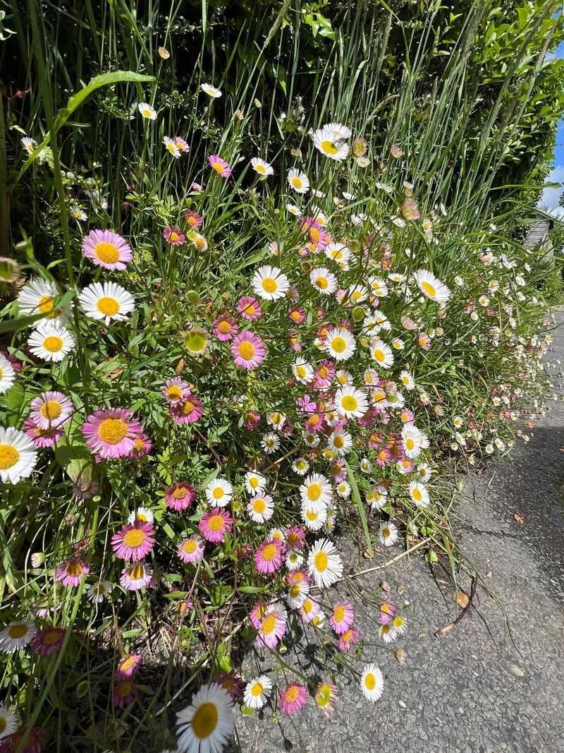 Erigeron Karvinskianus flower Seeds, Planting - Perennial Ground Cover for Landscaping