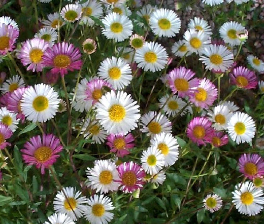 Erigeron Karvinskianus flower Seeds, Planting - Perennial Ground Cover for Landscaping