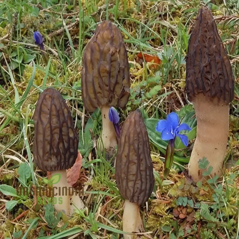 Morel Mushroom Culture Vegetable seeds, Morchella Esculenta Mycelium Cultivating Seeds