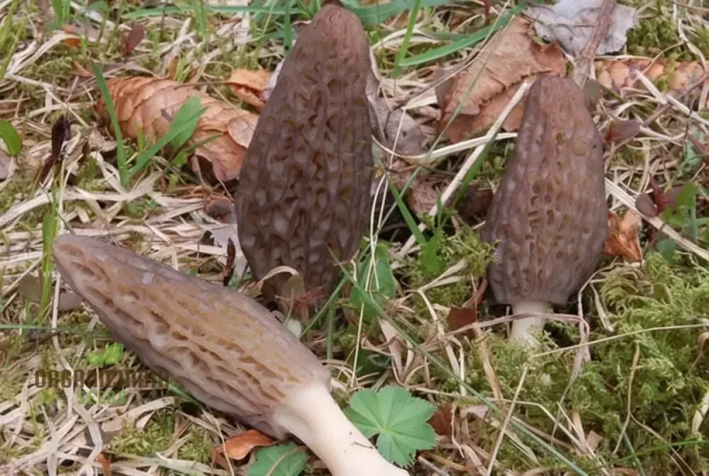 Morel Mushroom Culture Vegetable seeds, Morchella Esculenta Mycelium Cultivating Seeds