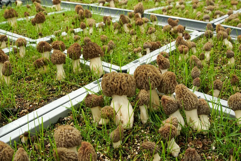 Morel Mushroom Culture Vegetable seeds, Morchella Esculenta Mycelium Cultivating Seeds