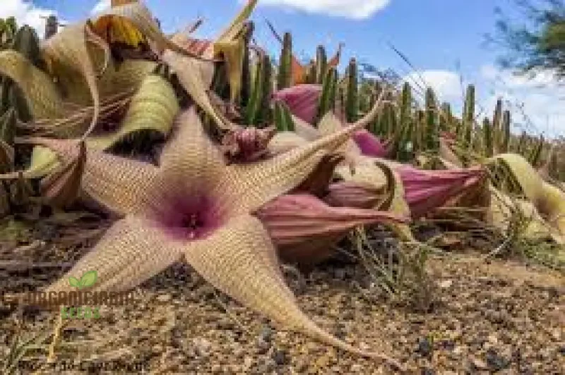 Giant Starfish Flower Seeds, Rare Hermia, Zulu Carrion Giant for Planting