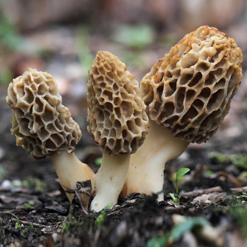 Spores Morel Mushrooms Mycelium Spawn Substrate Seeds for Planting (100pcs)