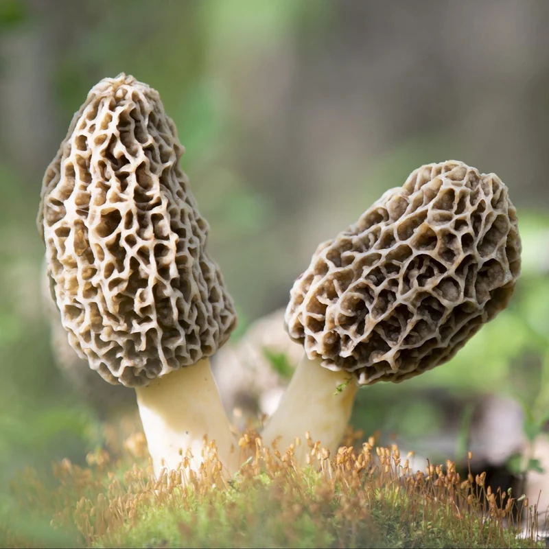 Spores Morel Mushrooms Mycelium Spawn Substrate Seeds for Planting (100pcs)
