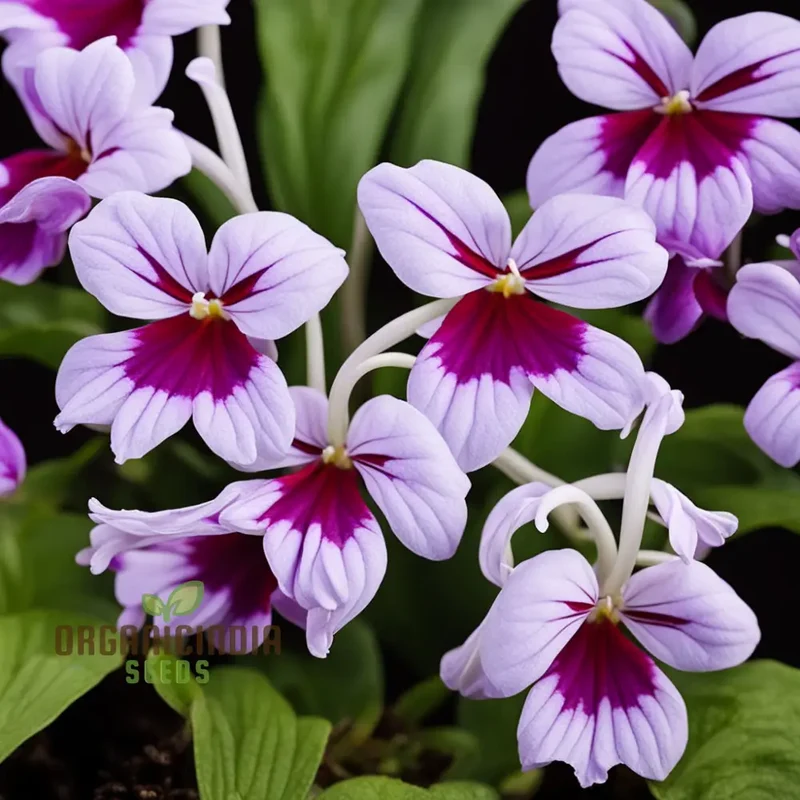Streptocarpus Seeds – Cape Primrose Mixed Colors for Indoor & Garden Planting