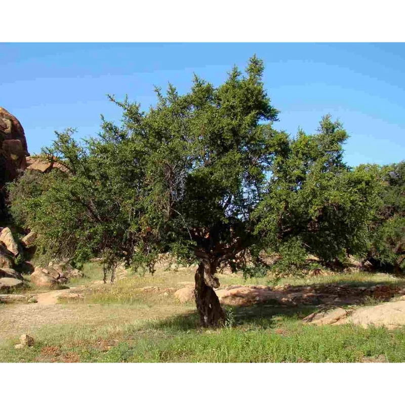 Moroccan Argan Tree seeds, Argan Tree seeds