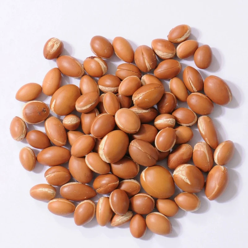 Moroccan Argan Tree seeds, Argan Tree seeds