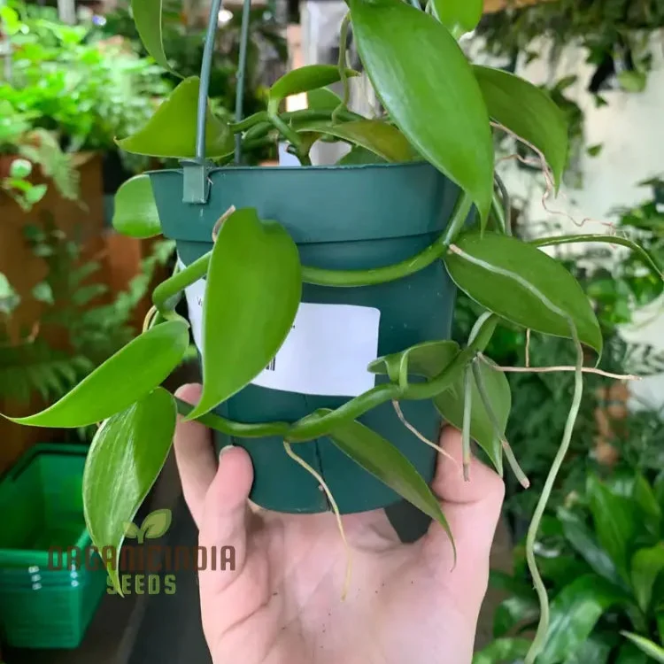 Planifolia Orchid Vanilla, Vanilla Orchid
