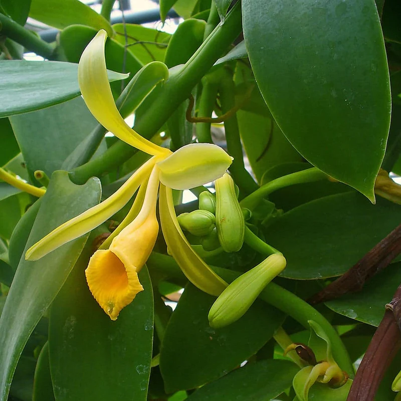 Planifolia Orchid Vanilla, Vanilla Orchid