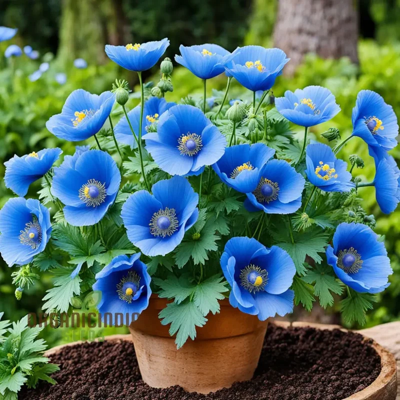 Himalayan Blue Poppy flower Seeds, Captivating and Vivid Blue Flowers, Short-Lived Perennials Ornamental Plant in Shaded Borders