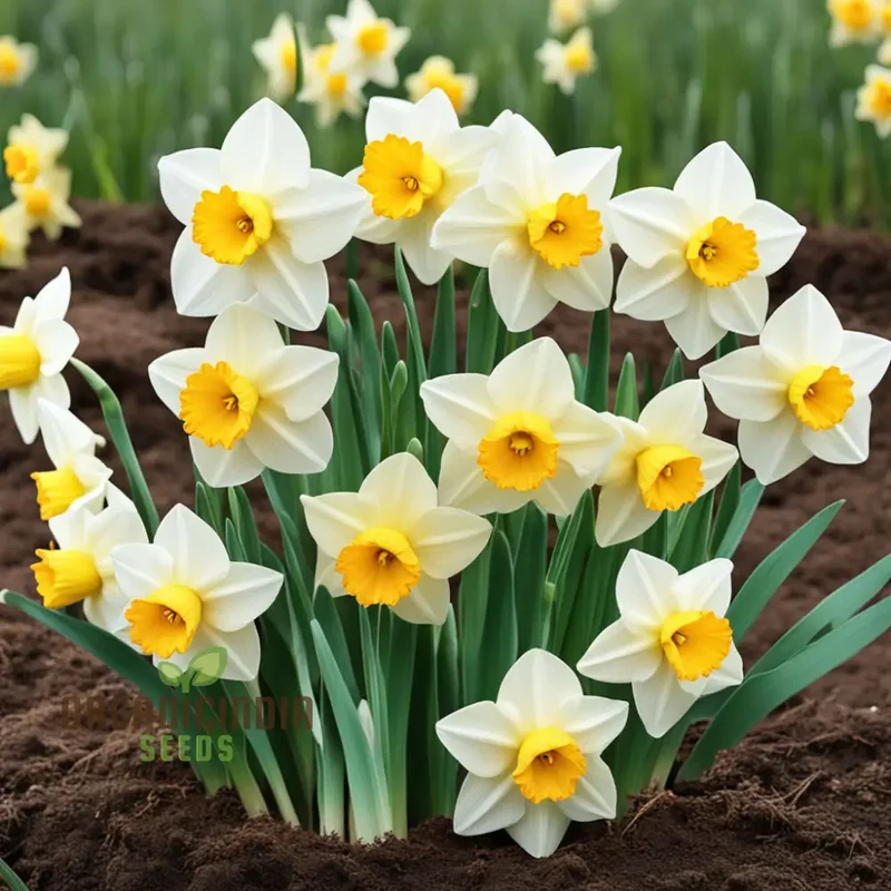 Double Petals Narcissus Daffodil Flower Seeds, Plant Your Own Stunning Blooms