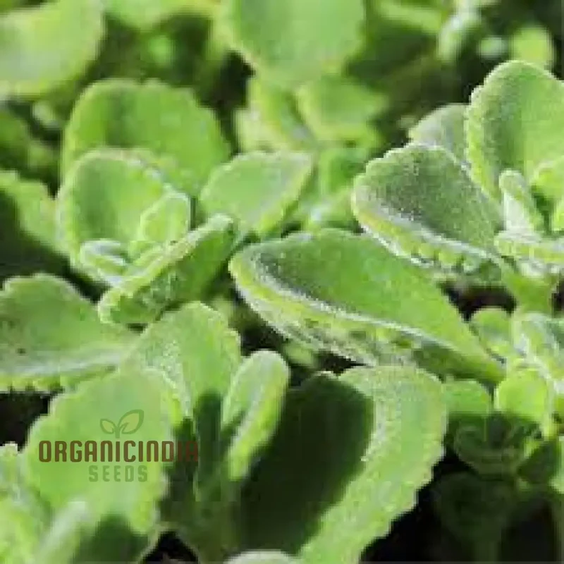 Cuban Oregano Plants Live Mexican Mint Spanish Thyme Rooted 5 to 7 Inches Vegetables Planting Ornaments Perennial Garden Ready to Grow Pot (100pcs)