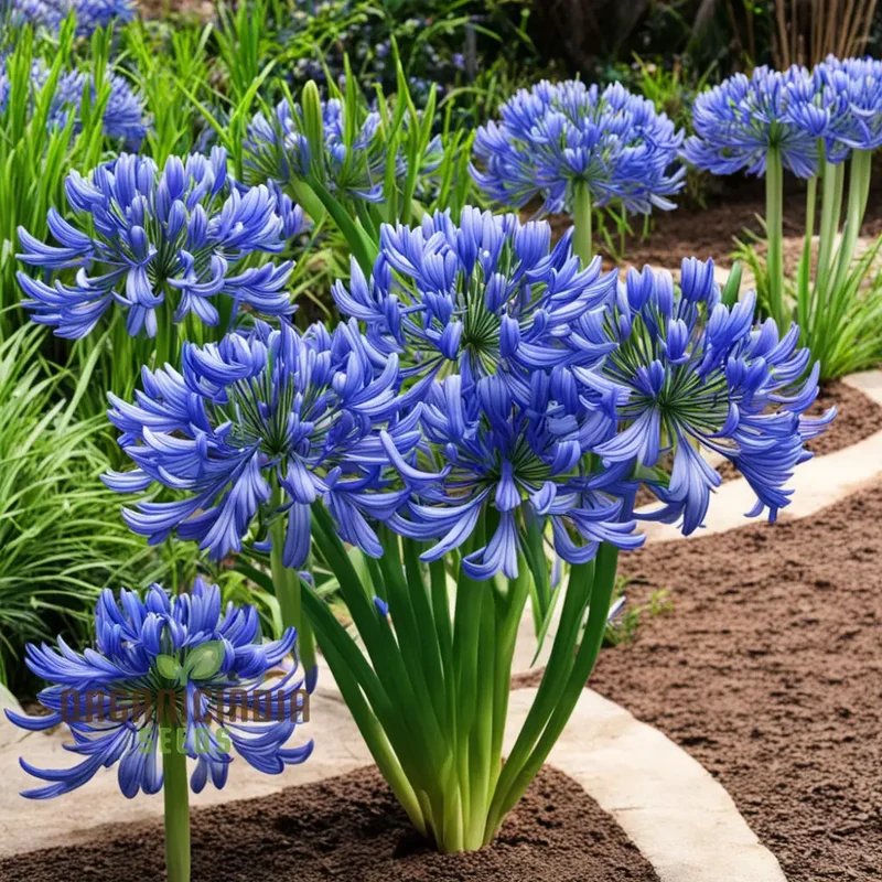 Blue Agapanthus flower Seeds, Bring Vibrant Blue Blooms to Your Garden with Premium Flower Seeds for Planting