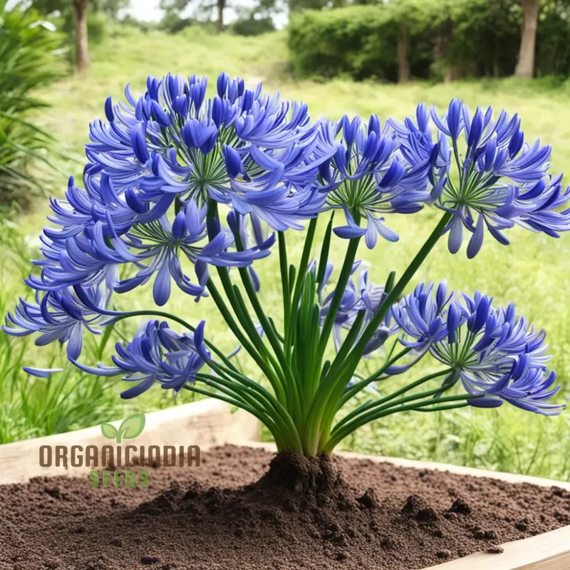 Blue Agapanthus flower Seeds, Bring Vibrant Blue Blooms to Your Garden with Premium Flower Seeds for Planting
