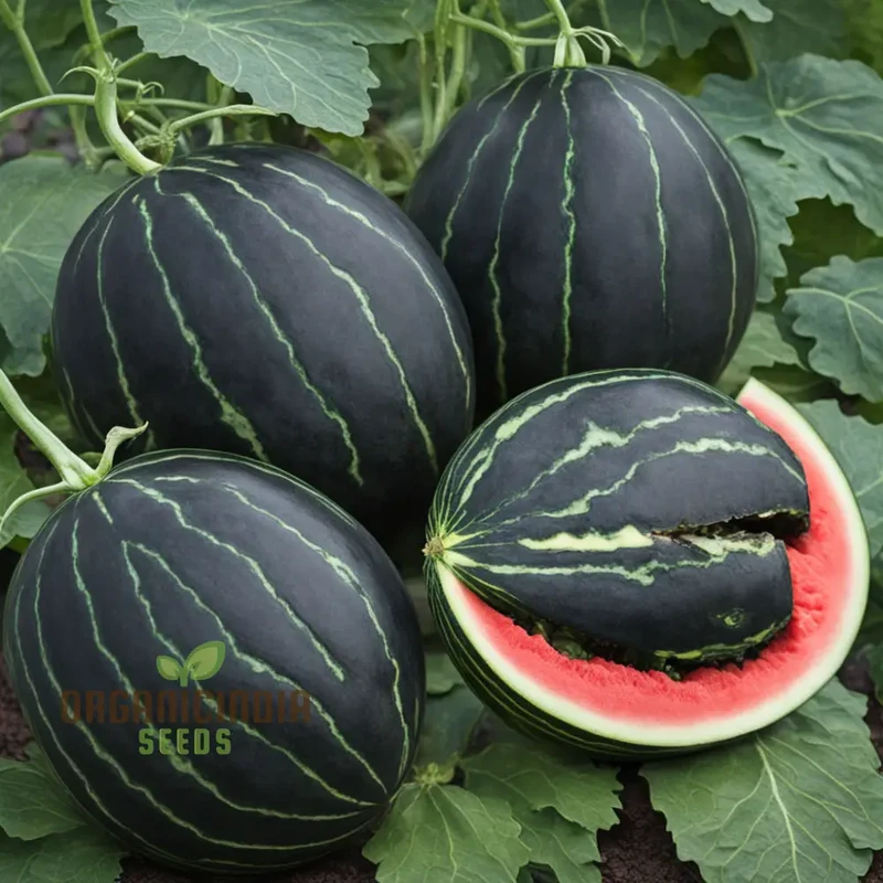 Black Watermelon Beauty Early Giant Fruit Heirloom Seeds For Planting