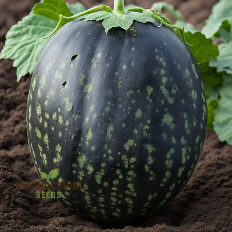Black Watermelon Beauty Early Giant Fruit Heirloom Seeds For Planting