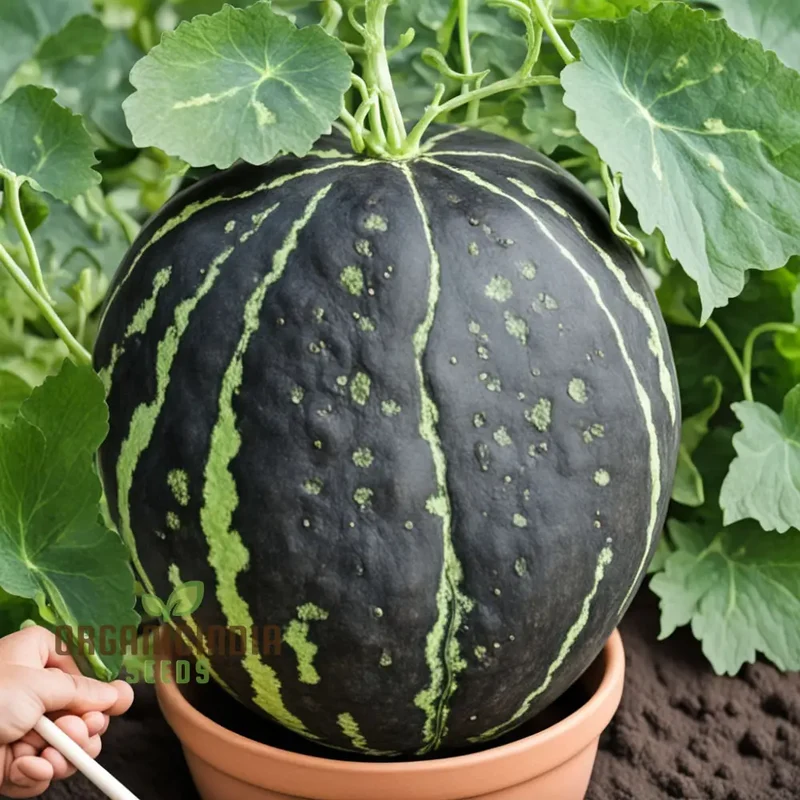 Black Watermelon Beauty Early Giant Fruit Heirloom Seeds For Planting