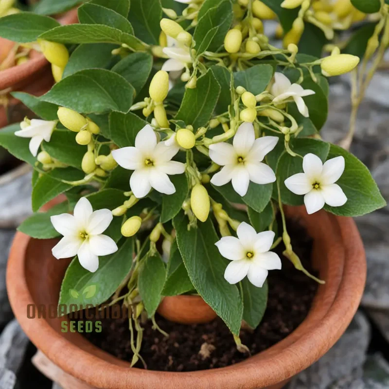 Murraya Paniculata Orange Jasmine Flower Seeds for Planting, Cream Colored Flowers Daily Flowering Garden