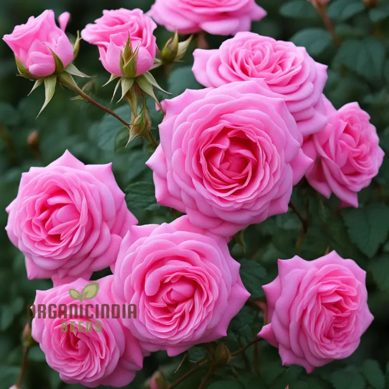 Pink Damascus Rose Flower Seeds, Cultivate Timeless Beauty with Premium Flower Seeds for Planting