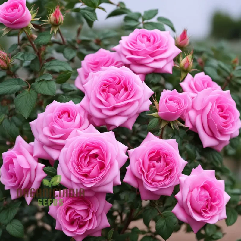 Pink Damascus Rose Flower Seeds, Cultivate Timeless Beauty with Premium Flower Seeds for Planting