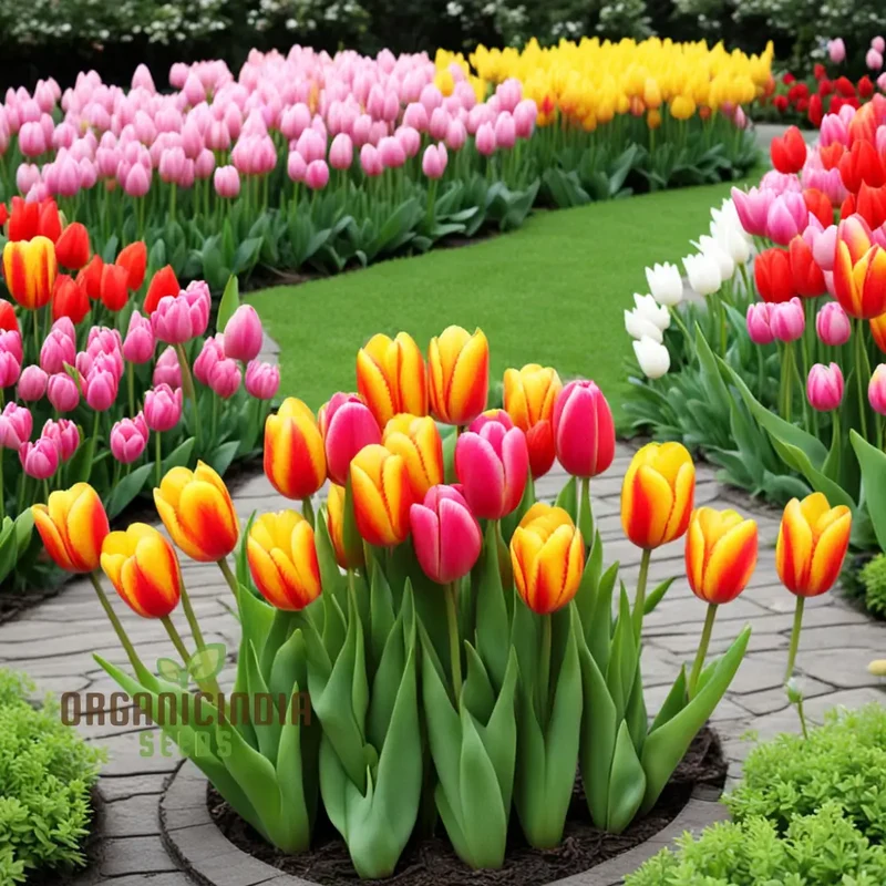 Blooming Beauty, Tulip Flower Seeds for Your Spring Garden - Perennial Potted Plants for Planting