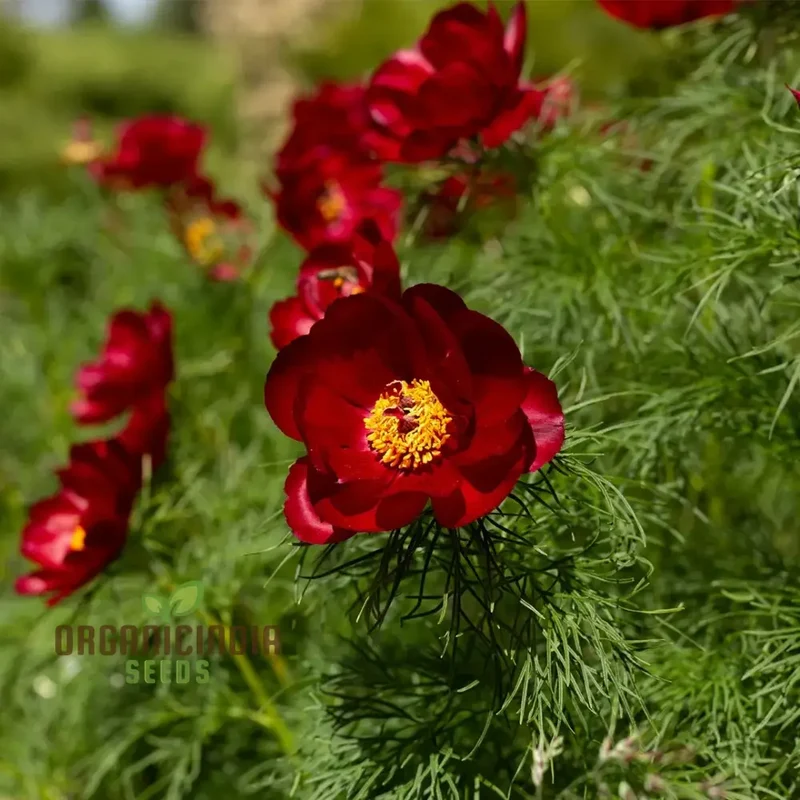 Premium Paeonia Tenuifolia Seeds, Fern leaf Peony Flower Seeds for Ornamental Garden Planting