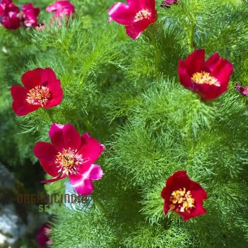 Premium Paeonia Tenuifolia Seeds, Fern leaf Peony Flower Seeds for Ornamental Garden Planting