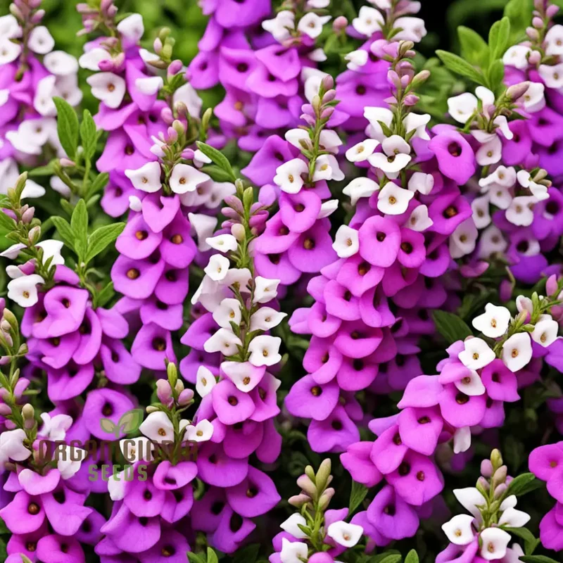 Angelonia Seeds – Colorful Summer Garden Variety