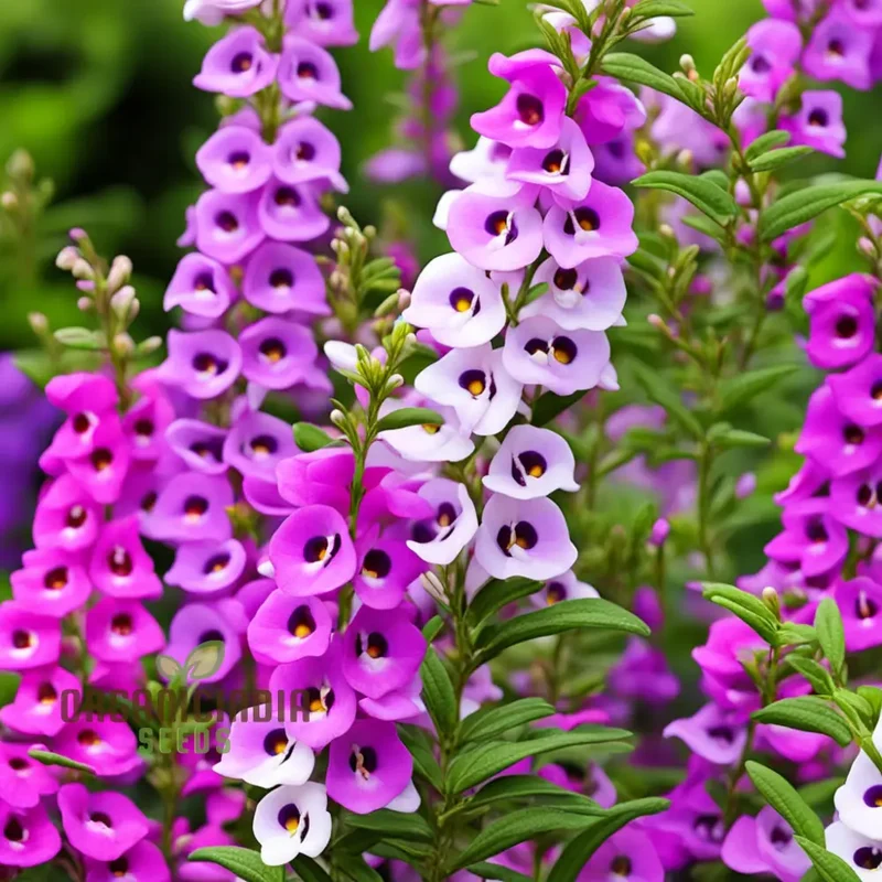 Angelonia Seeds – Colorful Summer Garden Variety