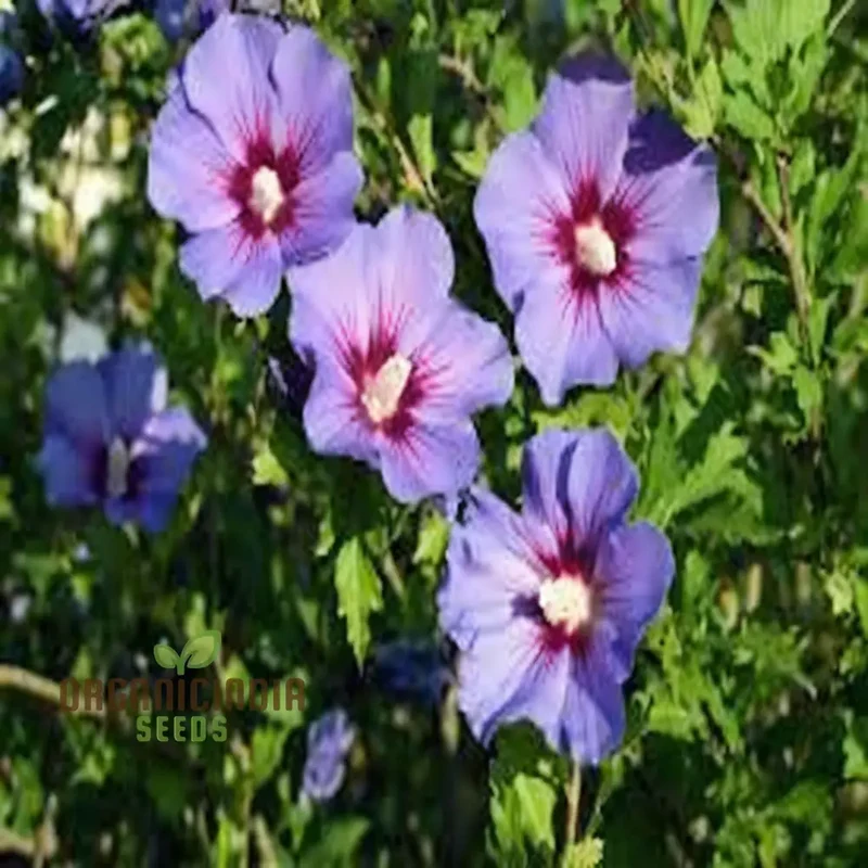 Pink Purple Hibiscus Seeds – Perennial Tropical Giant Blooms
