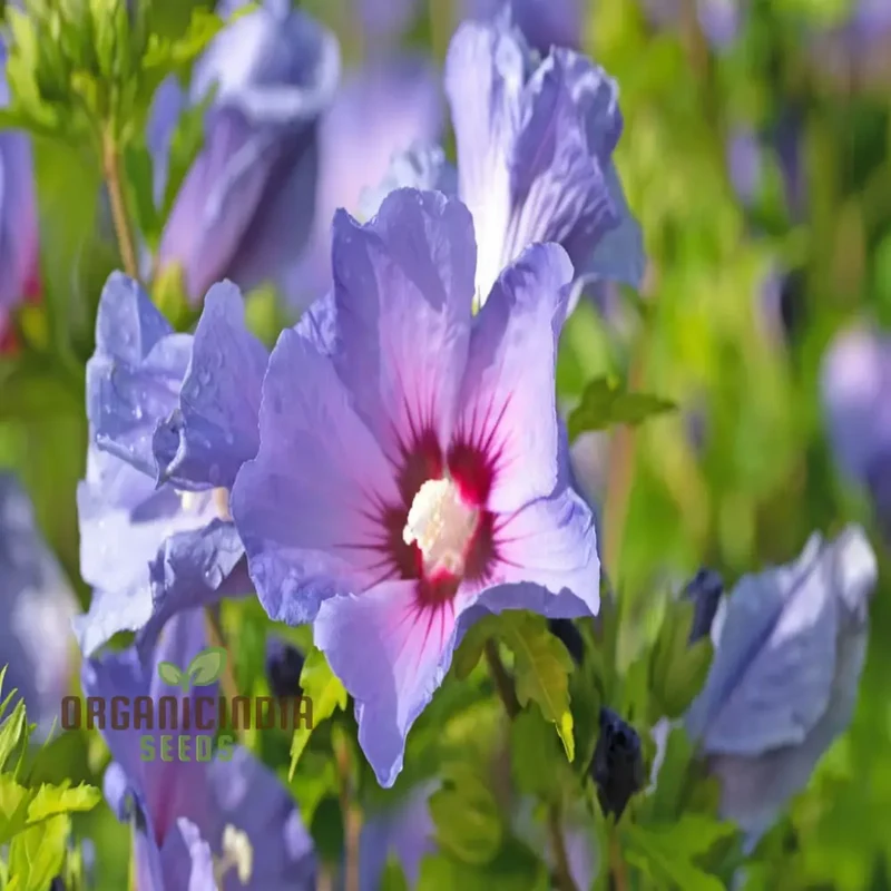 Pink Purple Hibiscus Seeds – Perennial Tropical Giant Blooms