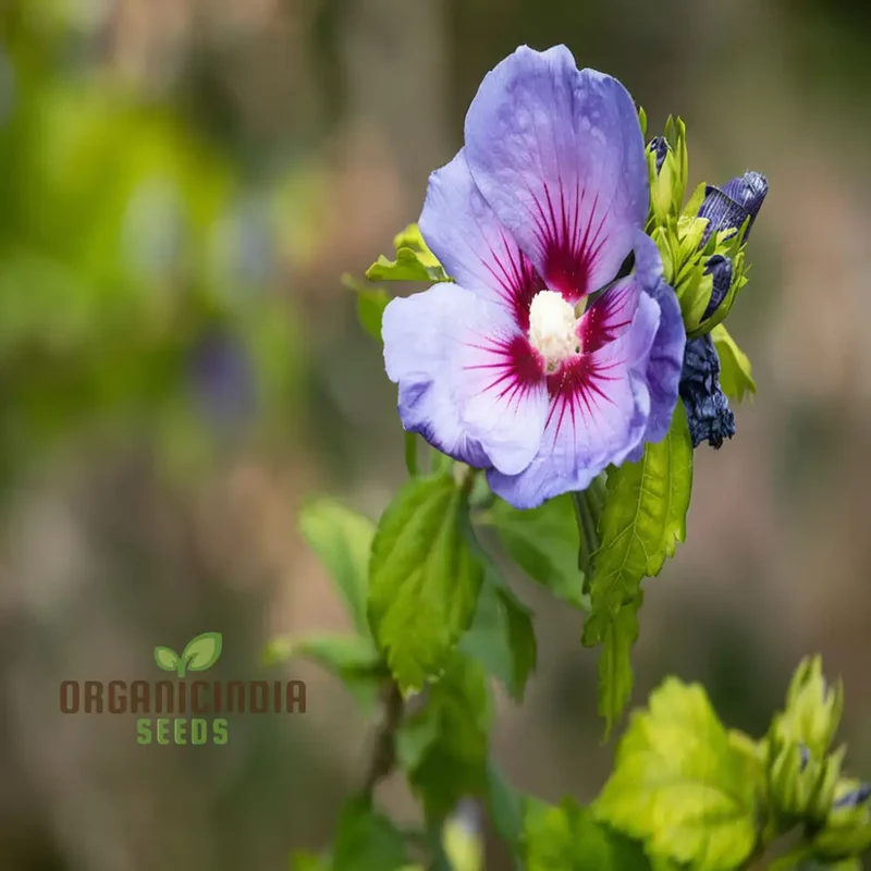 Pink Purple Hibiscus Seeds – Perennial Tropical Giant Blooms