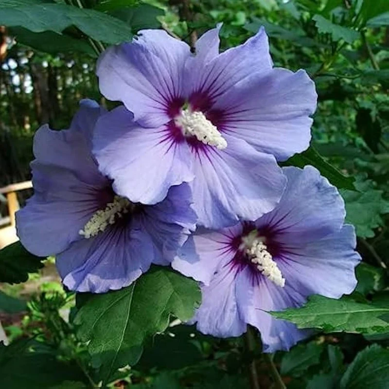 Pink Purple Hibiscus Seeds – Perennial Tropical Giant Blooms