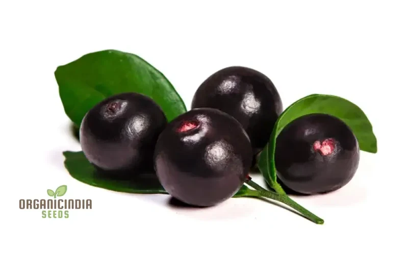 Azalea Garden Oleracea, Acai Berry Palm Fruit Plant Seeds (100pcs)