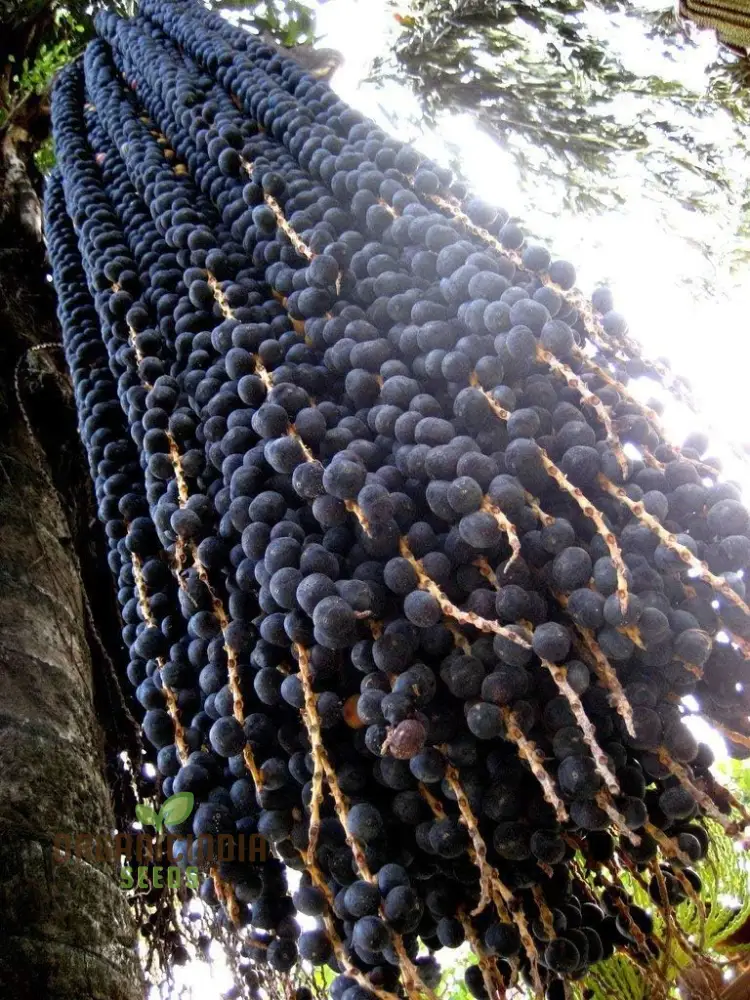 Azalea Garden Oleracea, Acai Berry Palm Fruit Plant Seeds (100pcs)