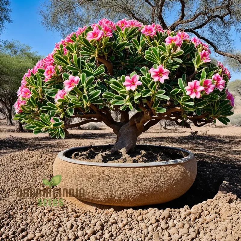 Mixed Color Desert Rose Flower Seeds for Planting
