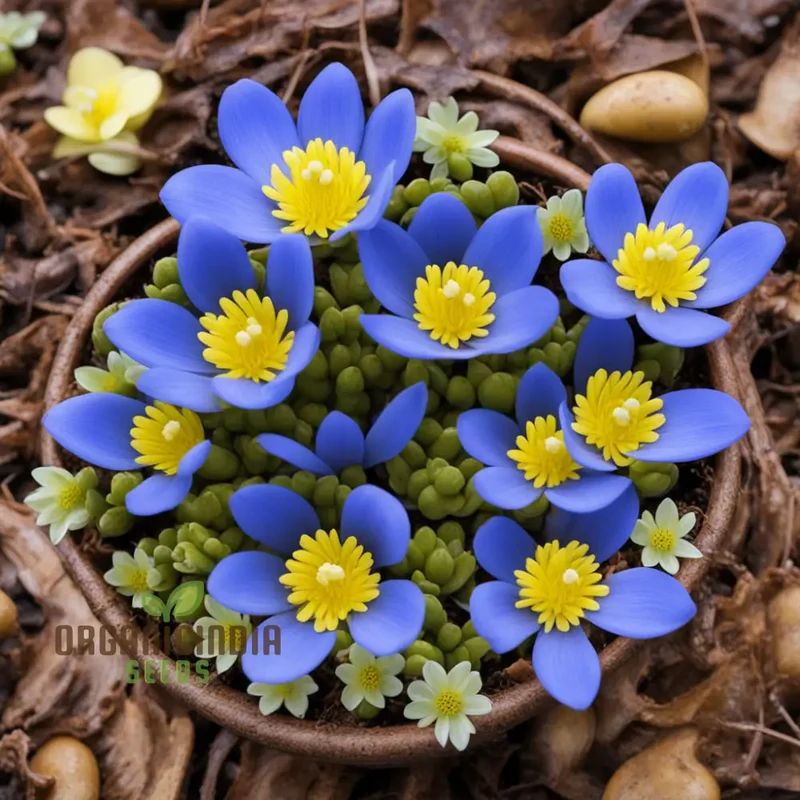 Early Bloomer Delight, Eranthis hyemalis Flower Seeds for Brightening Your Garden with Premium Planting Seeds