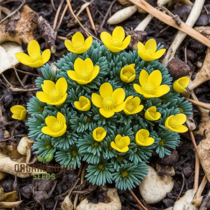 Early Bloomer Delight, Eranthis hyemalis Flower Seeds for Brightening Your Garden with Premium Planting Seeds