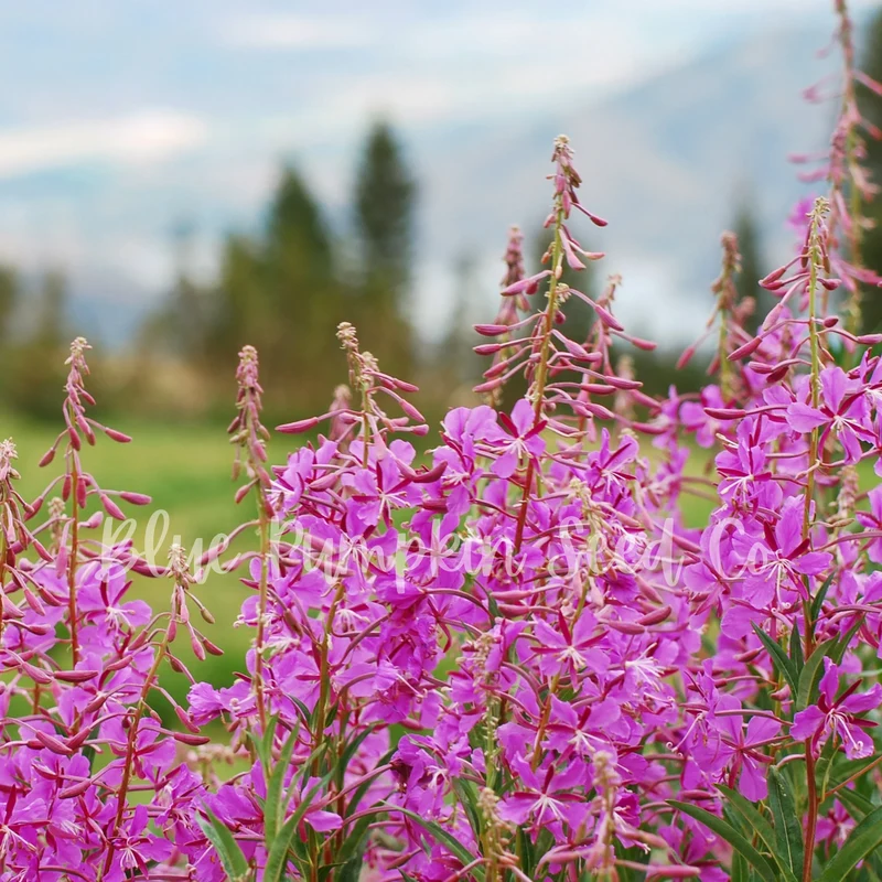 Epicorium Angustifolium Seeds – Vibrant Fireweed Variety for Gardens