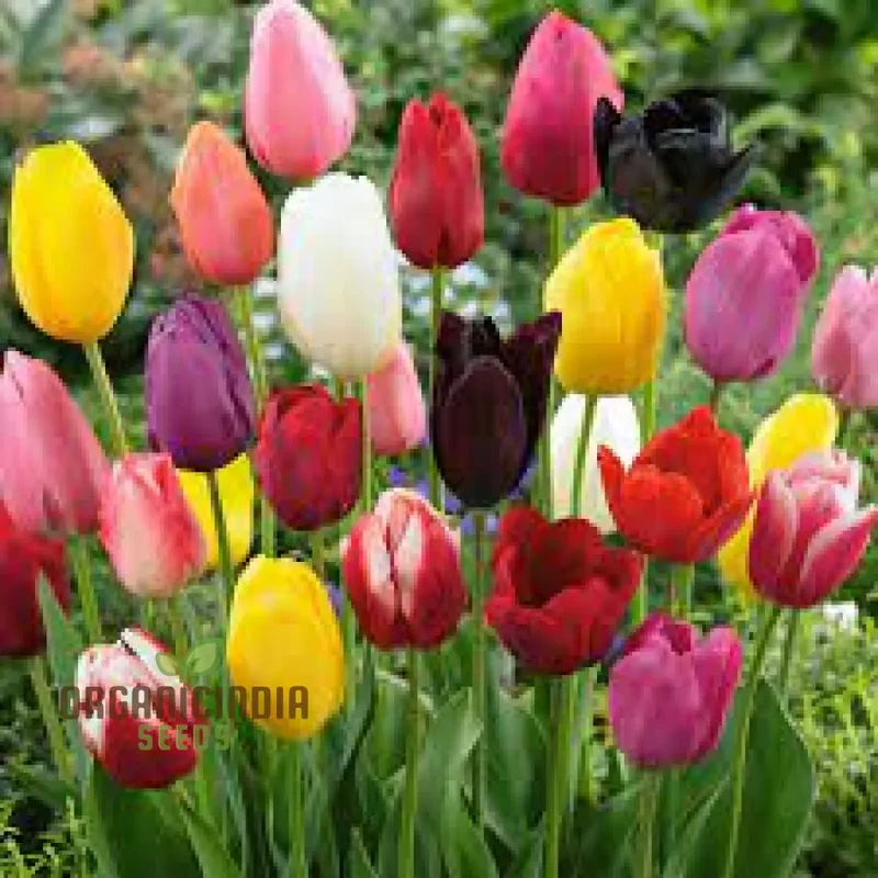 Beautiful Tulip Seeds – Portal Cool Yellow & Red Variety