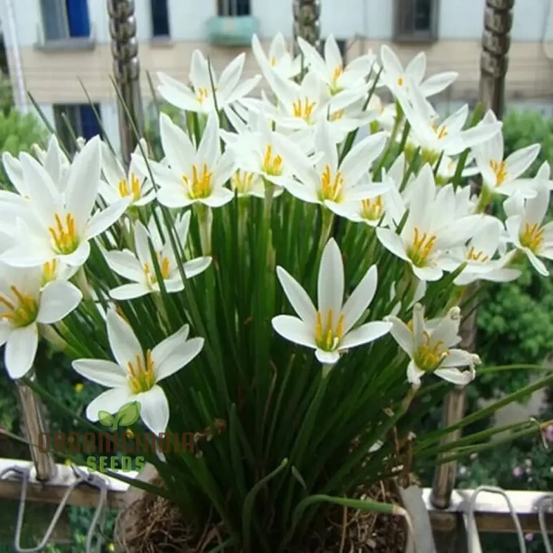 White snowdrops flower seeds for Planting, Now Spring Flowering Bulbs Double Single Collection