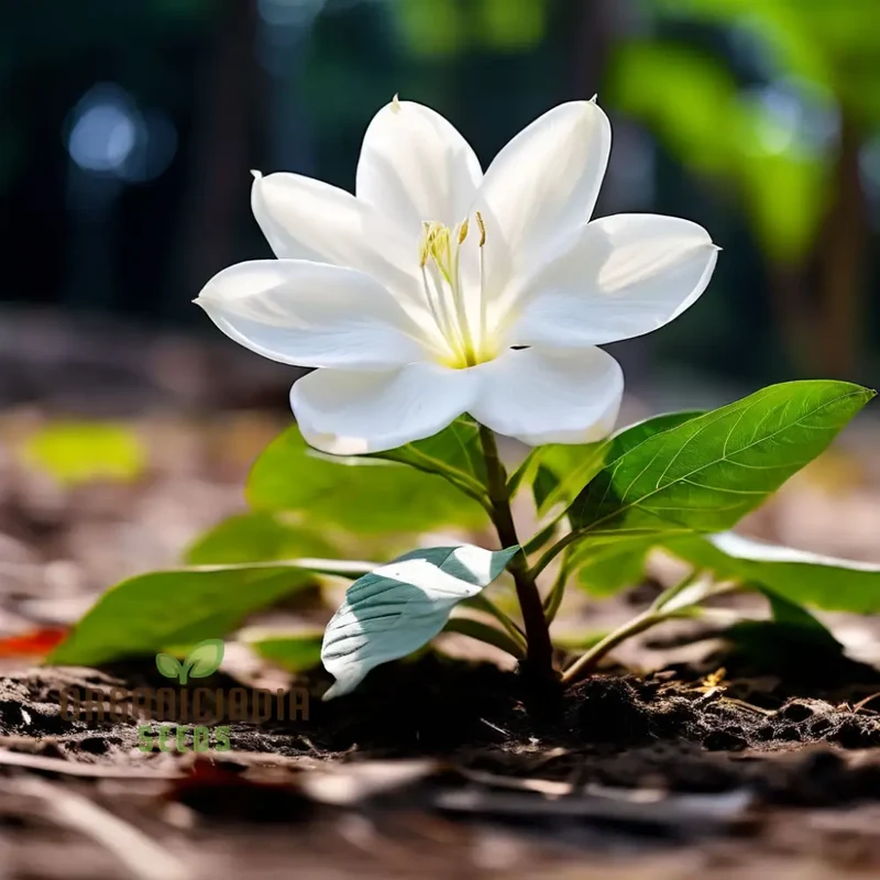 Climbing Beautiful White Mogra Live Flower Seeds, Fragrant and Elegant Blooms for Vertical Gardens