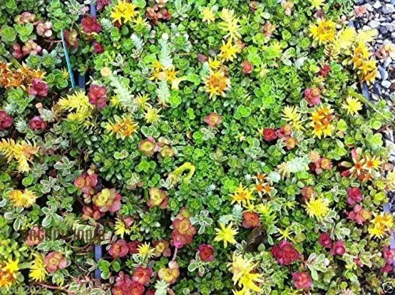 Sedum Seeds-Roof Garden, Beautiful Mix Colors, Greens,Yellows, Reds And Purple (100pcs)