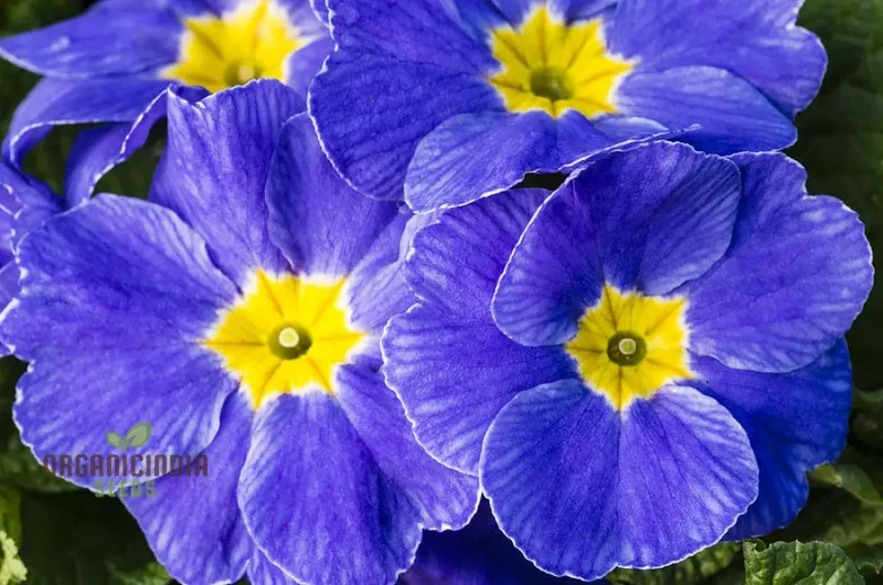 Portal Cool Blue Primrose Flower Seeds, Sun drops Scabies Garden Flower Seeds For Planting Enthusiastic